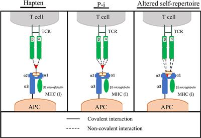 In-Vitro Approaches to Predict and Study T-Cell Mediated Hypersensitivity to Drugs